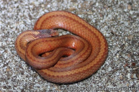 Northern Red-bellied Snake (Storeria occipitomaculata occipitomaculata)