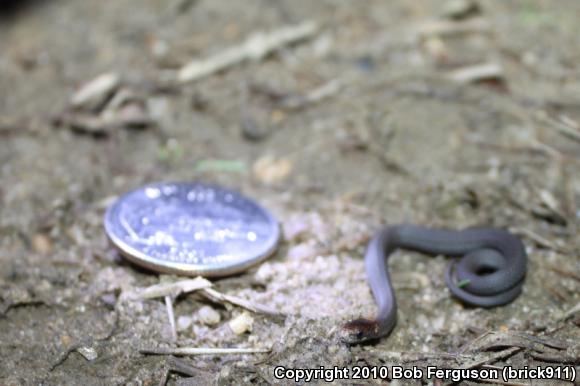 Northern Red-bellied Snake (Storeria occipitomaculata occipitomaculata)