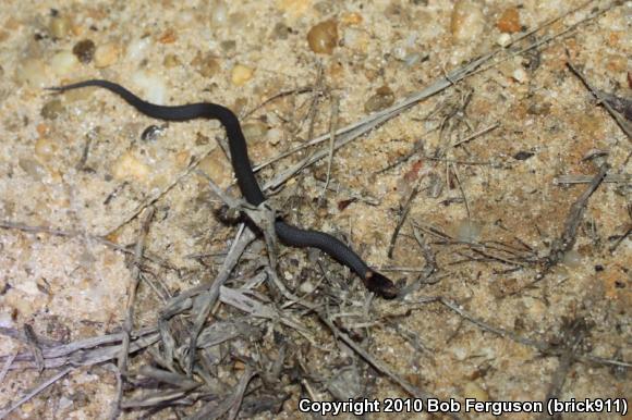 Northern Red-bellied Snake (Storeria occipitomaculata occipitomaculata)