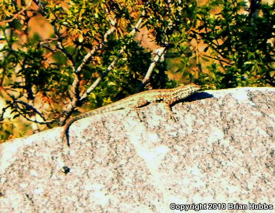 Common Side-blotched Lizard (Uta stansburiana)