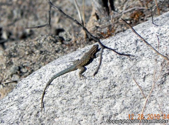 Common Side-blotched Lizard (Uta stansburiana)