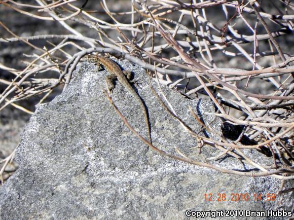 Common Side-blotched Lizard (Uta stansburiana)