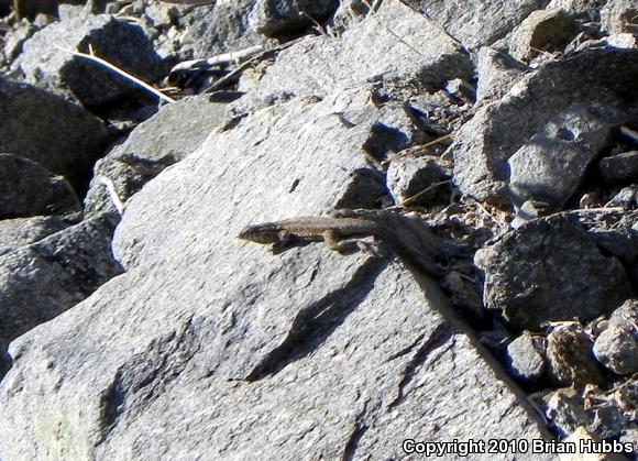 Common Side-blotched Lizard (Uta stansburiana)