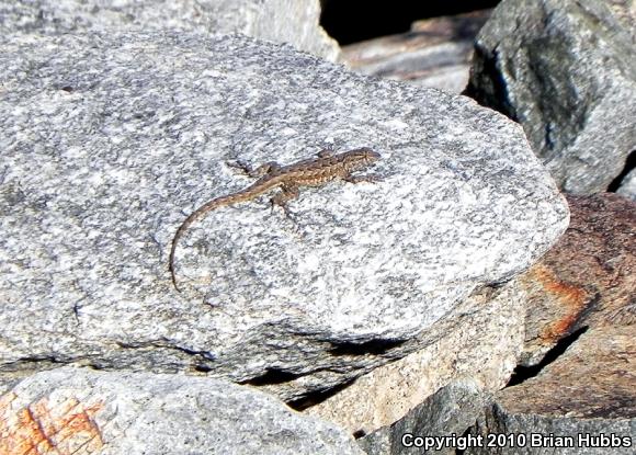 Common Side-blotched Lizard (Uta stansburiana)