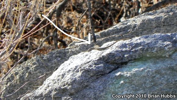 Common Side-blotched Lizard (Uta stansburiana)