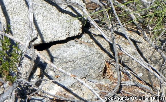 Common Side-blotched Lizard (Uta stansburiana)