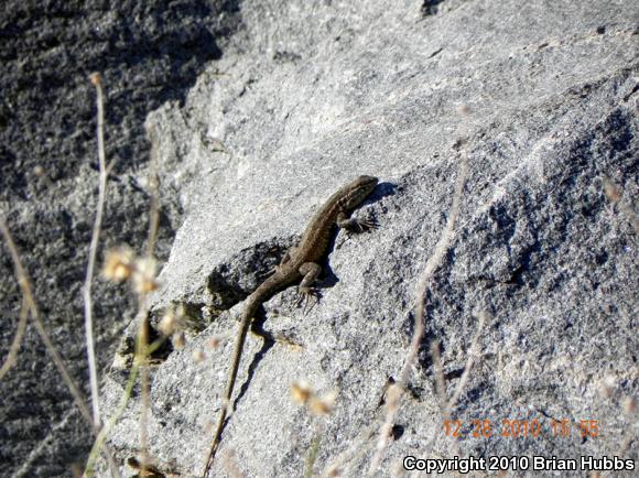 Common Side-blotched Lizard (Uta stansburiana)