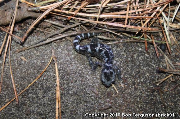 Marbled Salamander (Ambystoma opacum)