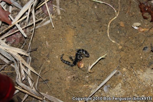 Marbled Salamander (Ambystoma opacum)