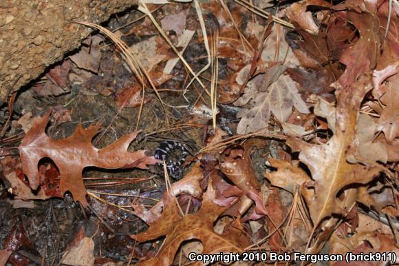 Marbled Salamander (Ambystoma opacum)