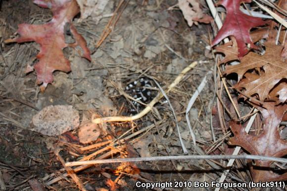 Marbled Salamander (Ambystoma opacum)