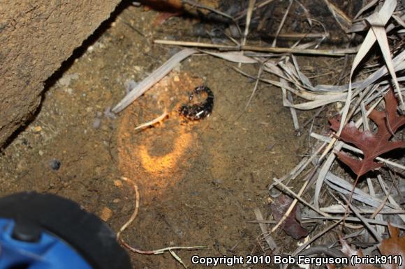 Marbled Salamander (Ambystoma opacum)