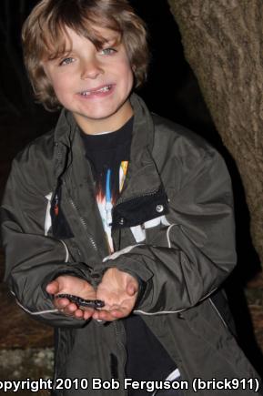 Marbled Salamander (Ambystoma opacum)