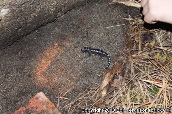 Marbled Salamander (Ambystoma opacum)