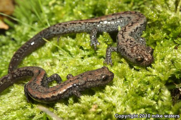 Kern Plateau Salamander (Batrachoseps robustus)