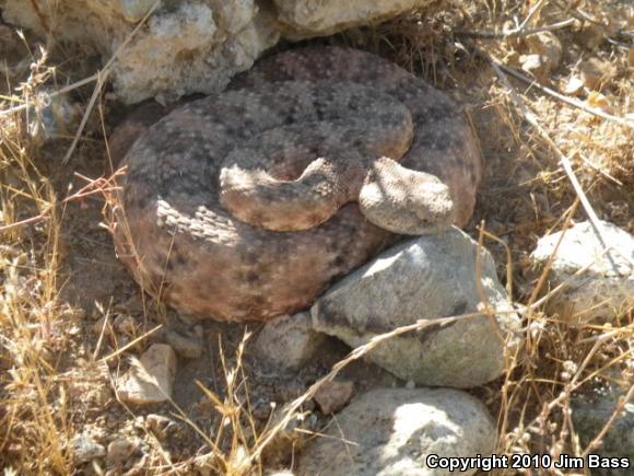 Southwestern Speckled Rattlesnake (Crotalus mitchellii pyrrhus)