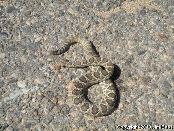 Mohave Rattlesnake (Crotalus scutulatus scutulatus)