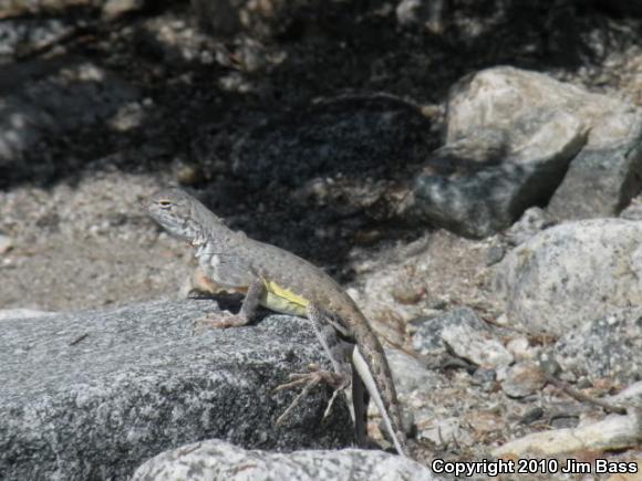 Western Zebra-tailed Lizard (Callisaurus draconoides rhodostictus)