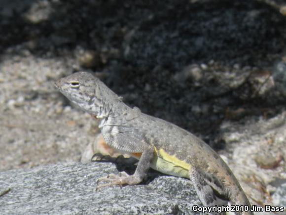 Western Zebra-tailed Lizard (Callisaurus draconoides rhodostictus)