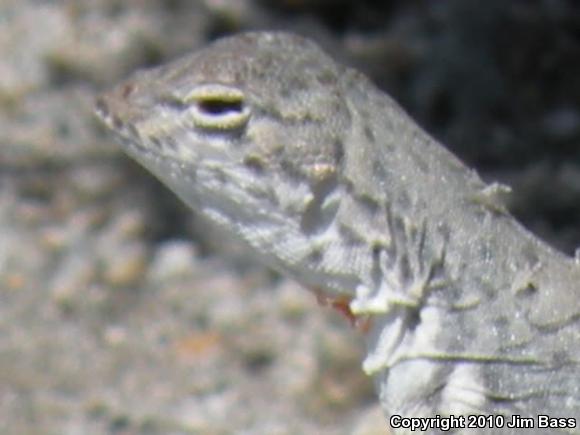 Western Zebra-tailed Lizard (Callisaurus draconoides rhodostictus)