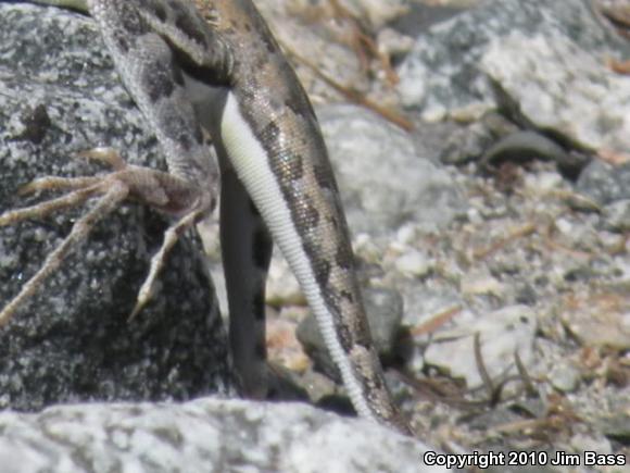 Western Zebra-tailed Lizard (Callisaurus draconoides rhodostictus)