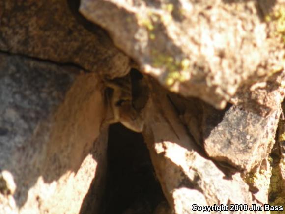 Desert Spiny Lizard (Sceloporus magister)