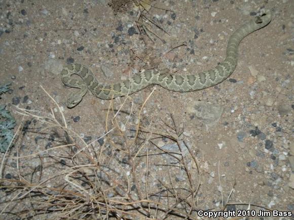 Mohave Rattlesnake (Crotalus scutulatus scutulatus)