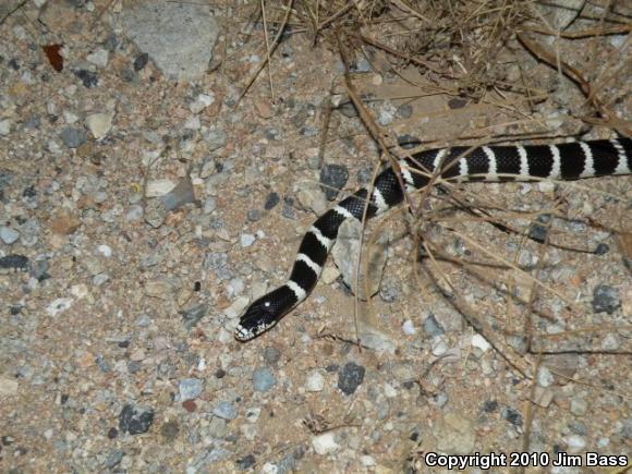 California Kingsnake (Lampropeltis getula californiae)