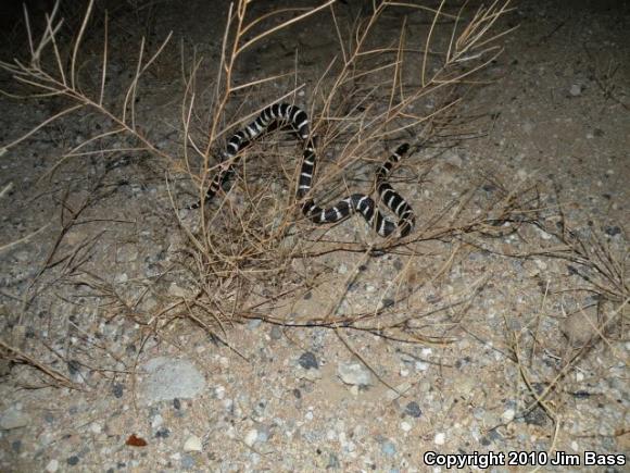 California Kingsnake (Lampropeltis getula californiae)