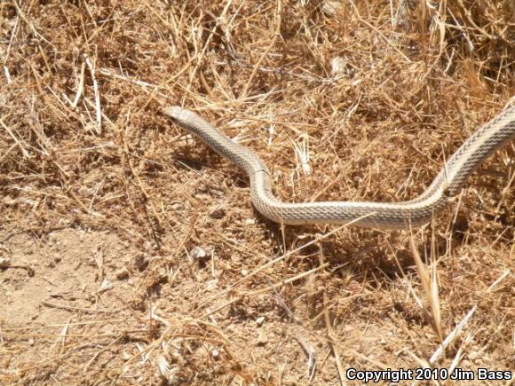 Mojave Patch-nosed Snake (Salvadora hexalepis mojavensis)