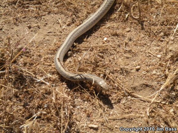 Mojave Patch-nosed Snake (Salvadora hexalepis mojavensis)