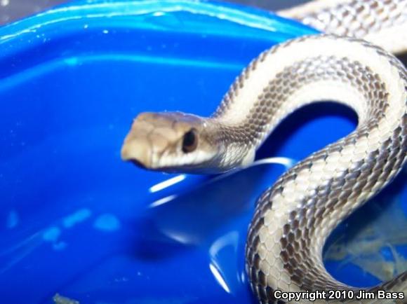 Desert Patch-nosed Snake (Salvadora hexalepis hexalepis)