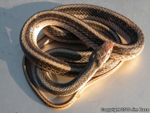 Desert Patch-nosed Snake (Salvadora hexalepis hexalepis)