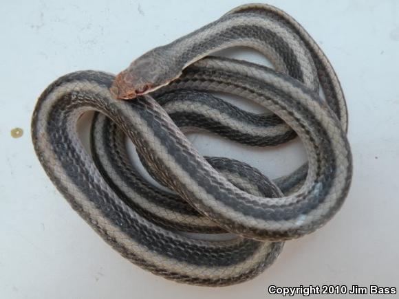 Desert Patch-nosed Snake (Salvadora hexalepis hexalepis)