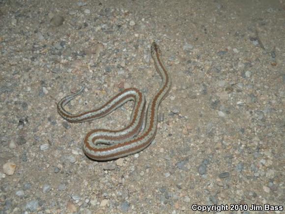 Coastal Rosy Boa (Lichanura trivirgata roseofusca)