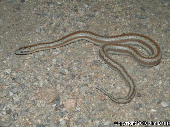 Coastal Rosy Boa (Lichanura trivirgata roseofusca)