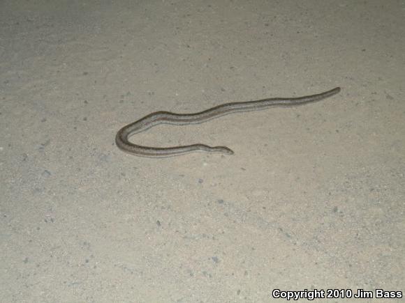 Coastal Rosy Boa (Lichanura trivirgata roseofusca)