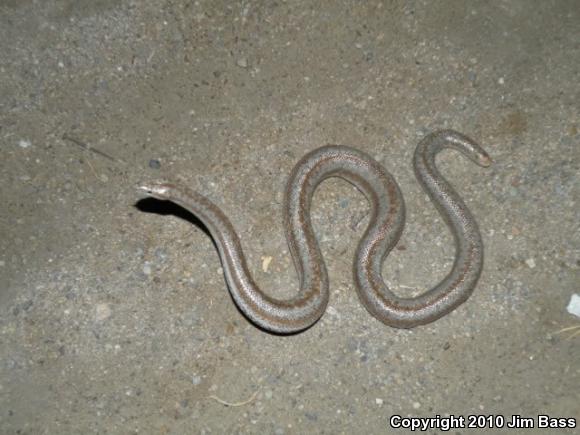 Coastal Rosy Boa (Lichanura trivirgata roseofusca)