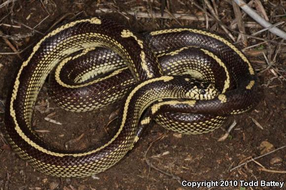 California Kingsnake (Lampropeltis getula californiae)