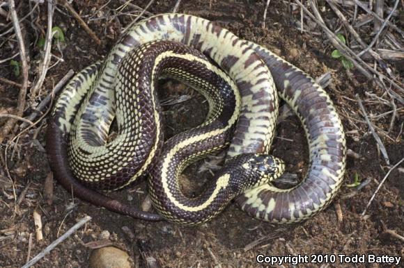 California Kingsnake (Lampropeltis getula californiae)