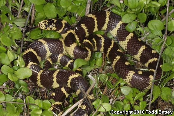 California Kingsnake (Lampropeltis getula californiae)