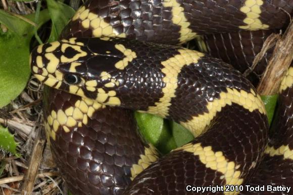 California Kingsnake (Lampropeltis getula californiae)