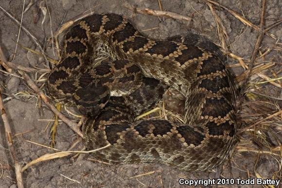 Southern Pacific Rattlesnake (Crotalus oreganus helleri)