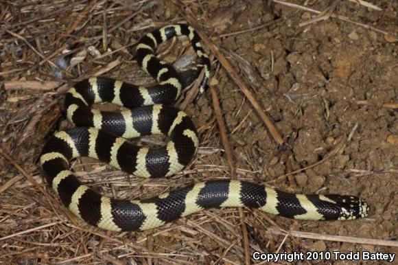 California Kingsnake (Lampropeltis getula californiae)