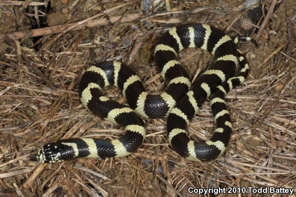 California Kingsnake (Lampropeltis getula californiae)