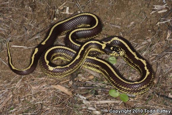 California Kingsnake (Lampropeltis getula californiae)