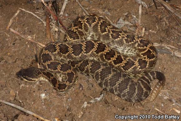 Southern Pacific Rattlesnake (Crotalus oreganus helleri)