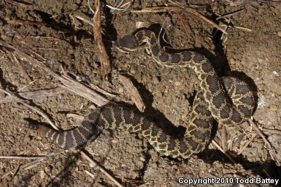 Southern Pacific Rattlesnake (Crotalus oreganus helleri)