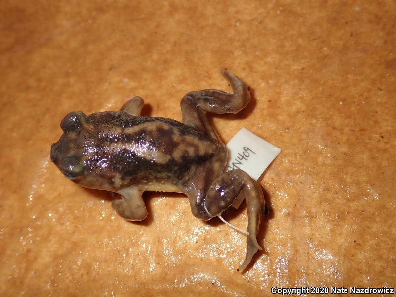 Eastern Spadefoot (Scaphiopus holbrookii)