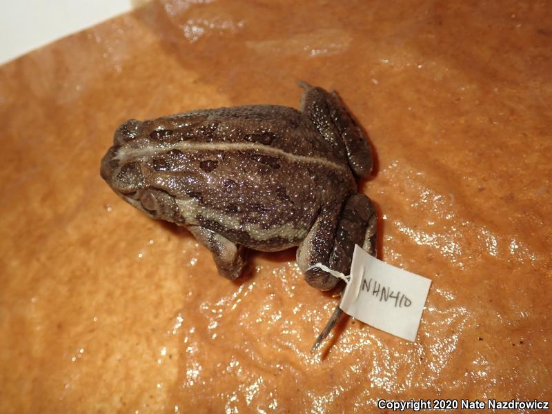 Fowler's Toad (Anaxyrus fowleri)